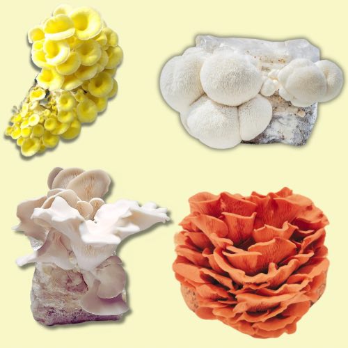 Gourmet Mushroom Grow Bags