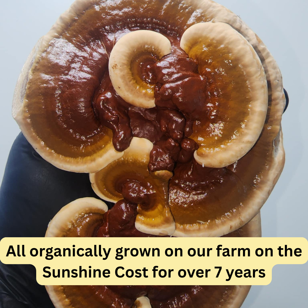 100% Organically Grown Turkey Tail Mushroom