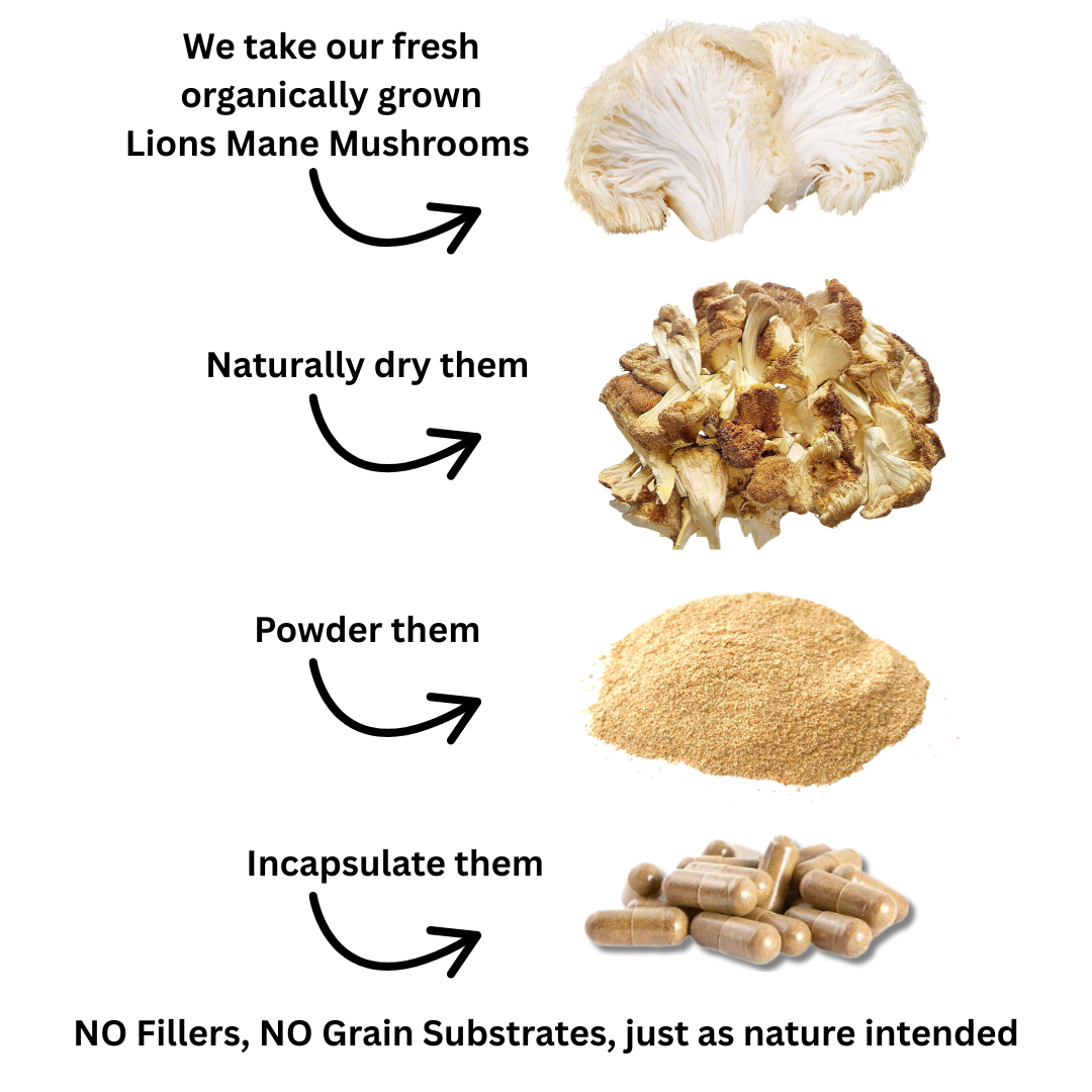 Organically grown, Australian, Dried Lions Mane Mushrooms. 100% fruiting body only