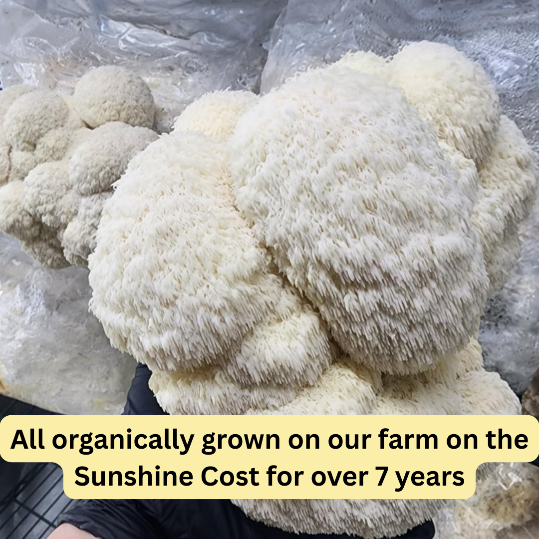 Organically grown, Australian, Dried Lions Mane Mushrooms. 100% fruiting body only